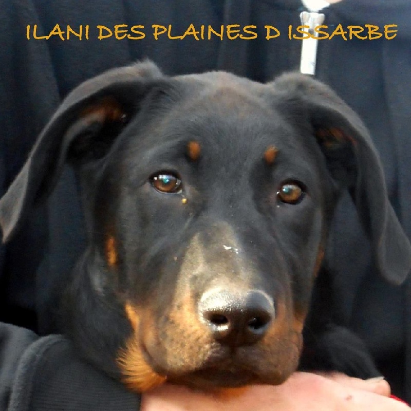 Ilani Des Plaines D'Issarbe