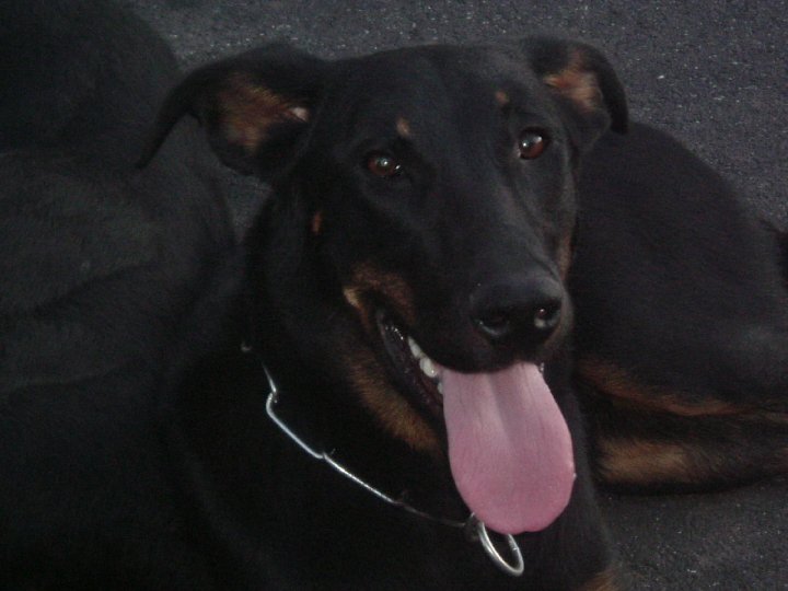 Dina des quatres griffes noires