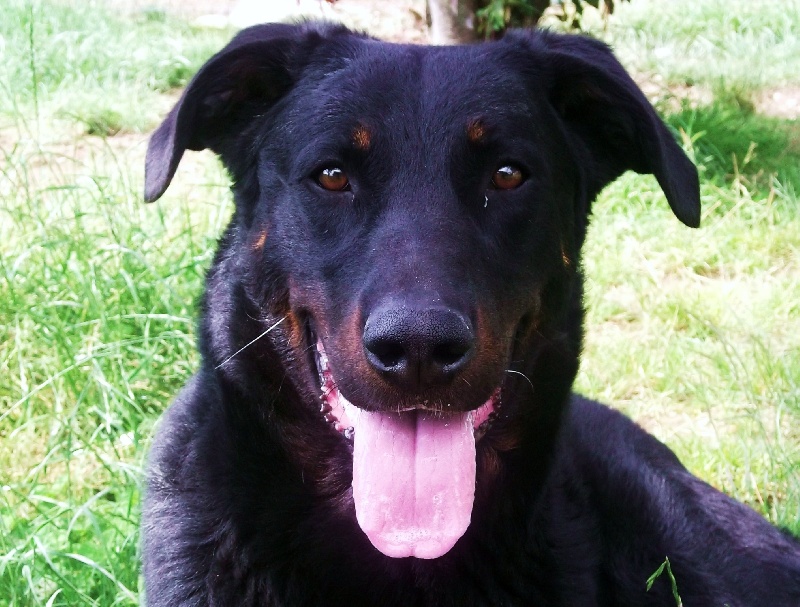 Elios Des Quatre Griffes Noires