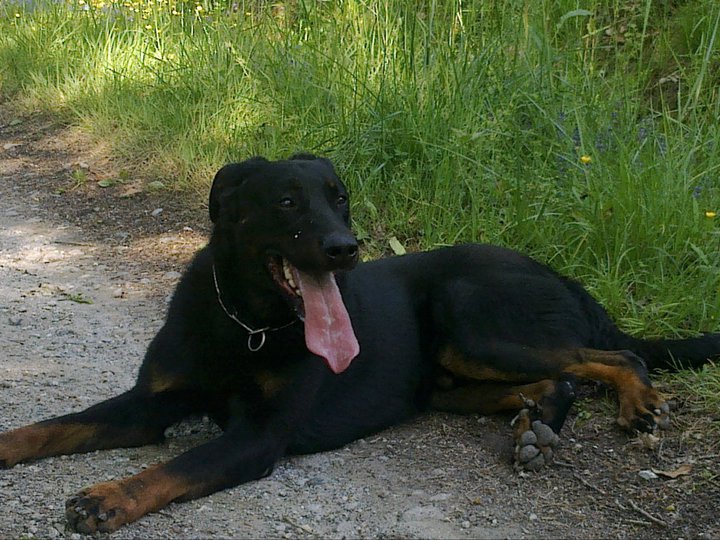 elios