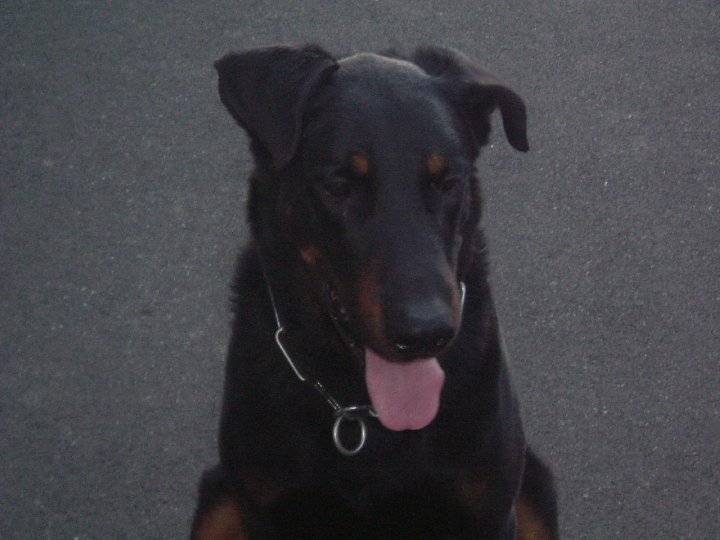 nos beauceron