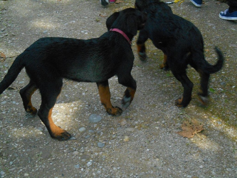 sorti lanai lizie et laser
