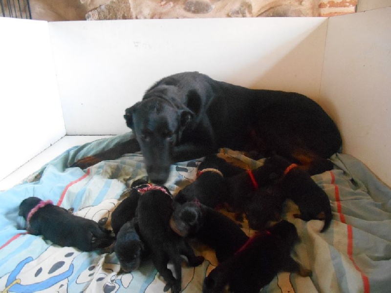 chiot portée ilani hyorko dispo