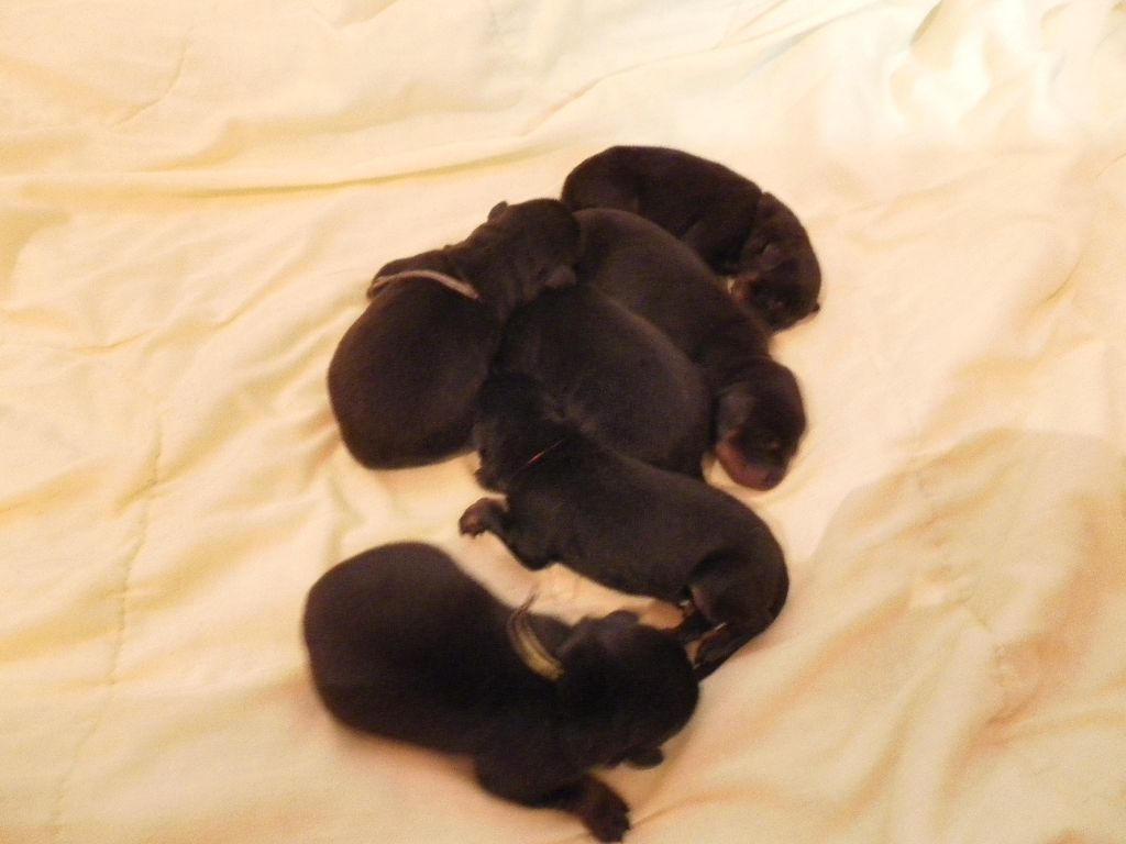 chiot ilani des plaines d issarbe et jexler des quatre griffes noires