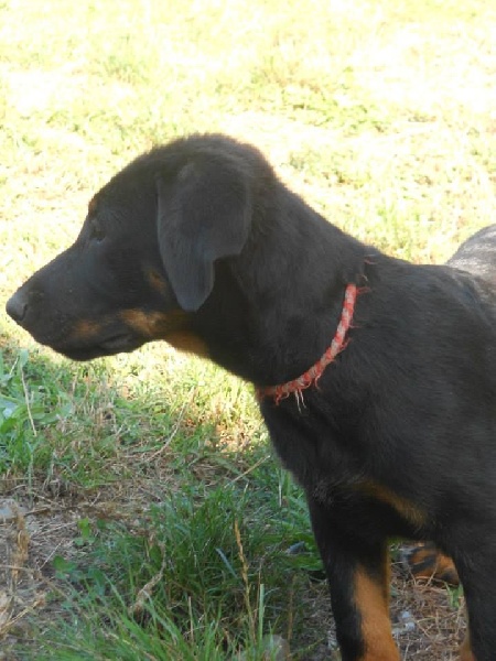 chiot ilani horko 3 et 4 mois