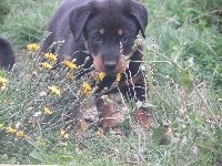 CHIOT