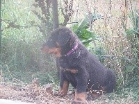 CHIOT
