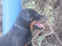 CHIOT