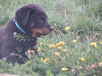 CHIOT