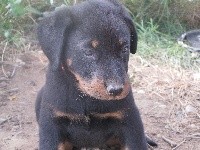 CHIOT